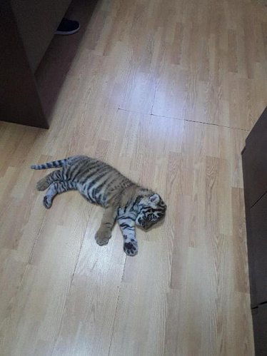 Росприроднадзор проверил информацию о незаконном содержании тигра в Набережных Челнах