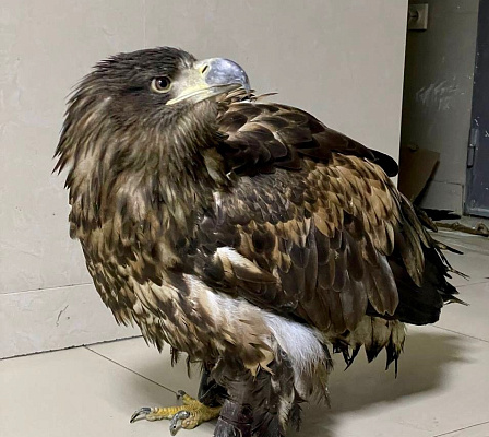 Росприроднадзор передал краснокнижного орлана-белохвоста на временное содержание в парк птиц «Малинки»