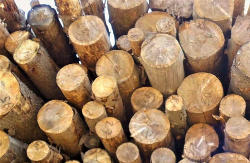 Суд поддержал Приамурское управление Росприроднадзора, отказавшего выдать разрешение на экспорт редких пород дерева