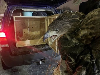 Инспекторы Росприроднадзора в Мордовии спасают краснокнижного орлана-белохвоста