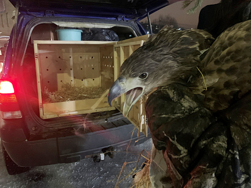 Инспекторы Росприроднадзора в Мордовии спасают краснокнижного орлана-белохвоста