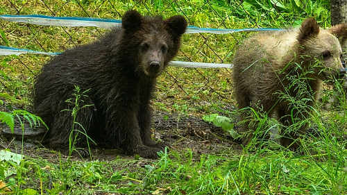Росприроднадзор продолжает отслеживать судьбу медвежонка, спасенного в Алтайском крае 