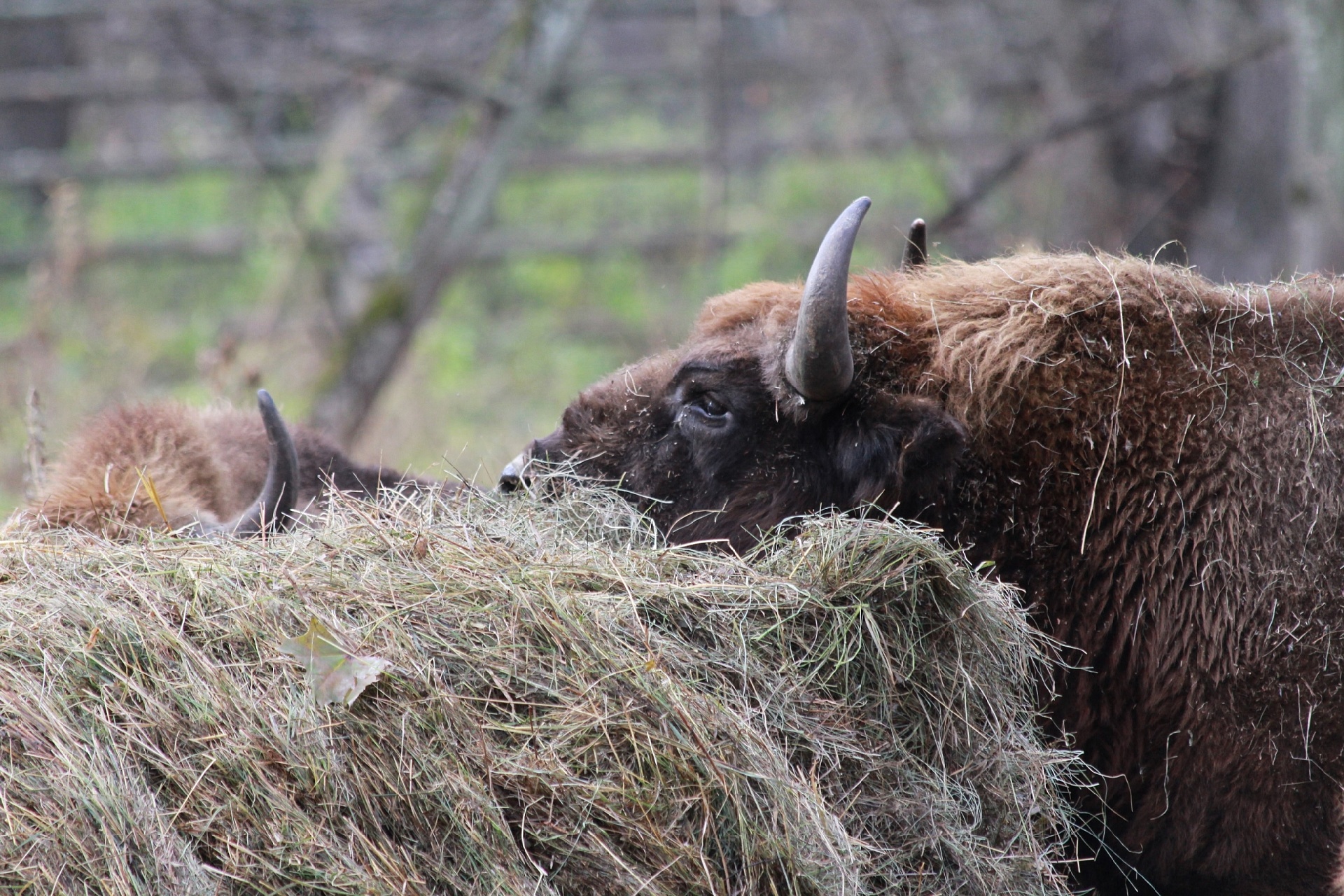 Краснокнижные зубры в Мордовском заповеднике успешно прошли карантинный период и были выпущены на волю
