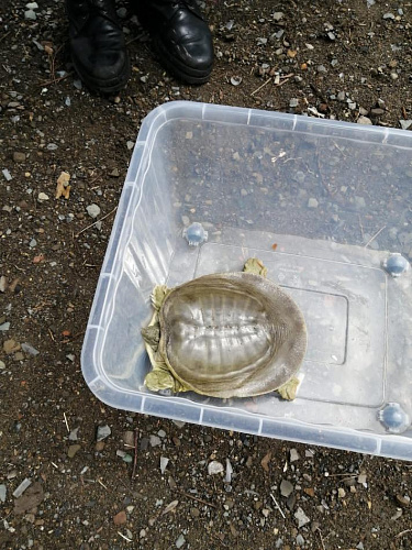 Сотрудники Росприроднадзора передали в Приморский океанариум дальневосточную черепаху