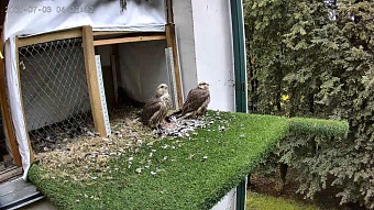 В Тамбовской области под контролем Росприроднадзора в дикую природу выпустили двух соколов-балобанов