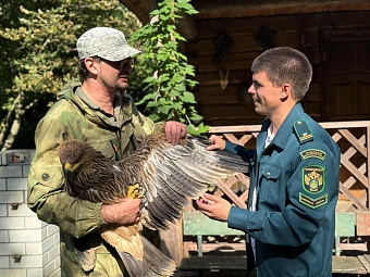 По разрешению и под контролем Росприроднадзора из дикой природы изъяли орла могильника