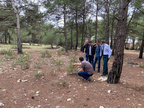 Росприроднадзор взял под контроль добывание краснокнижных деревьев при строительстве Севастопольской больницы