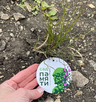 В Саратовской области сотрудники Росприроднадзора в рамках акции «Сад памяти» приняли участие в высадке 2 тысяч сеянцев сосны