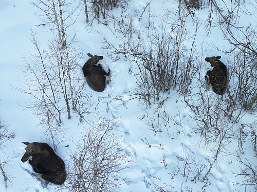В Ленинградской области лоси стали выходить на проезжие части в поисках соли 