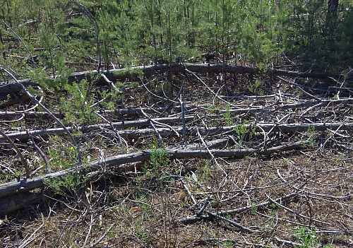 Проведено обследование лесных участков на территории ФГБУ «Национальный парк «Марий Чодра»