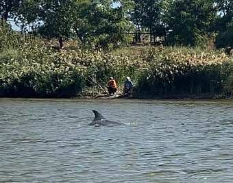 Росприроднадзор оперативно оформил разрешение на проведение действий для определения состояния краснокнижной афалины