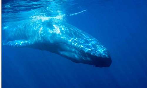 Росприроднадзор в честь празднования  Всемирного дня защиты морских млекопитающих (или День китов)  призывает граждан обратить внимание на важность  защиты  всех морских млекопитающих планеты Земля