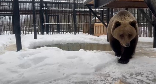 Прошел месяц с момента переезда бурой медведицы Маши из Ленинградской области в Новгородскую