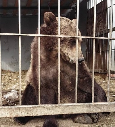 В Саратове сотрудники Росприроднадзора приняли участие в изъятии бурого медведя у частного владельца