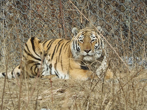 Сотрудники Росприроднадзора контролируют проведение обследования изъятой из природы тигрицы и ее дальнейшую судьбу
