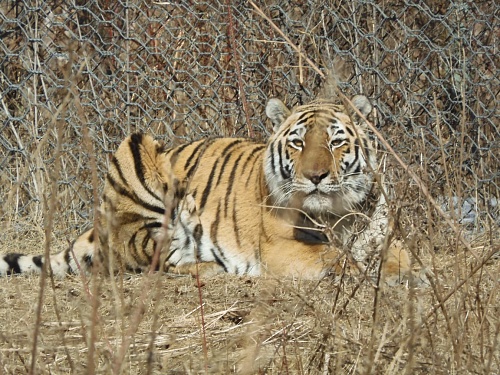 Под контролем сотрудников Росприроднадзора амурский тигр передан на содержание в зоосад «Приамурский»