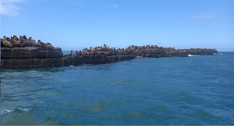 Инспекторы Росприроднадзора провели осмотр  лежбища сивучей в порту Невельск