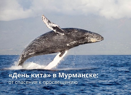 «День кита» в Мурманске: от спасения к просвещению