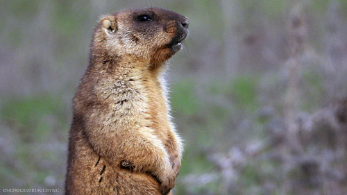 Общественный инспектор по охране окружающей среды обнаружил новое поселение степного сурка (Marmota bobak) 