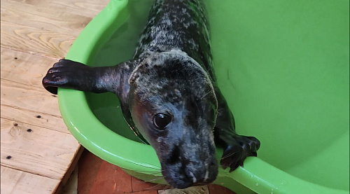 В Калининградской области проходят реабилитацию 8 детенышей серого тюленя
