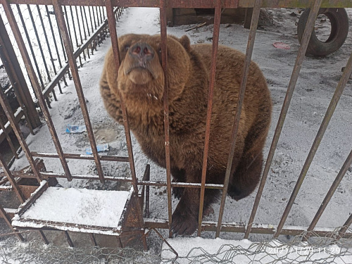 Росприроднадзор по СЗФО выявил нарушения в содержании бурого медведя 