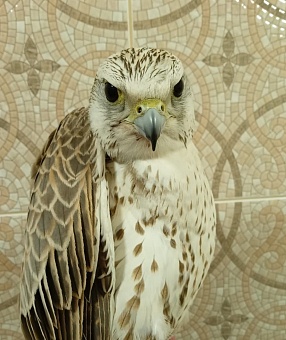 В Алтайском крае сотрудники Росприроднадзора приняли участие в спасении редкого сокола