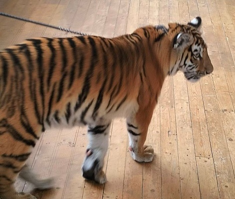 Инспекторы управления Росприроднадзора по Самарской и Ульяновской областям совместно с природоохранной прокуратурой проверили законность содержания и использования тигра в публичных фотосессиях