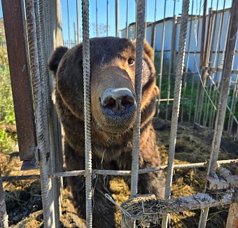 Два бурых медведя из частного зоопарка в Дагестане отправились в «Дом тигра» в Ленинградской области