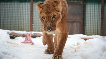 Изъятые у частного владельца львы переданы по решению Росприроднадзора в Московский зоопарк