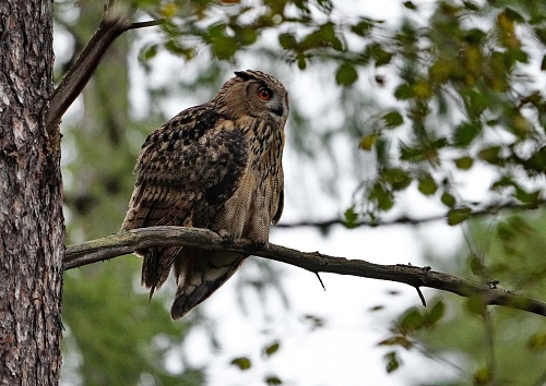 Уральский Росприроднадзор проконтролировал выпуск трех птенцов филина в природный парк 