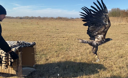 Под контролем инспекторов Росприроднадзора выпустили в природу  краснокнижного орлана белохвоста