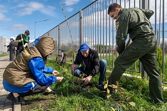 В Краснодаре сотрудники Южного управления Росприроднадзора высадили саженцы в память о героях Великой Отечественной войны