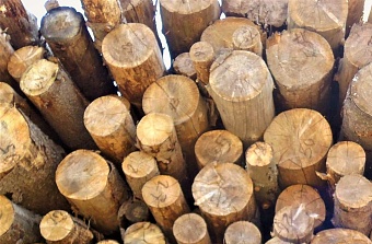 Суд поддержал Приамурское управление Росприроднадзора, отказавшего выдать разрешение на экспорт редких пород дерева