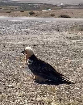 Росприроднадзора оформил разрешение на вынужденное изъятие из природы редкой птицы