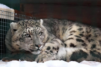 В нижегородском зоопарке появился новый краснокнижный обитатель — снежный барс