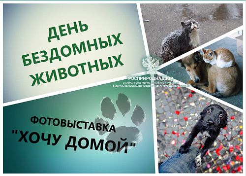 Забайкальский Росприроднадзор провел фотовыставку к Дню бездомных животных