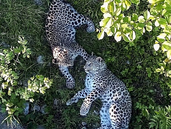 4 октября – Всемирный День защиты животных