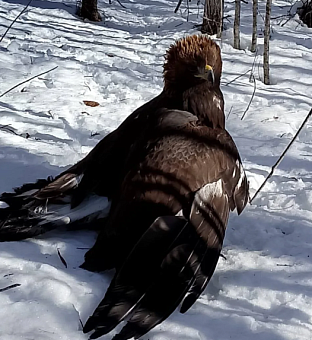 Инспекторы Росприроднадзора приняли участие в спасении редкой птицы в Хабаровском крае