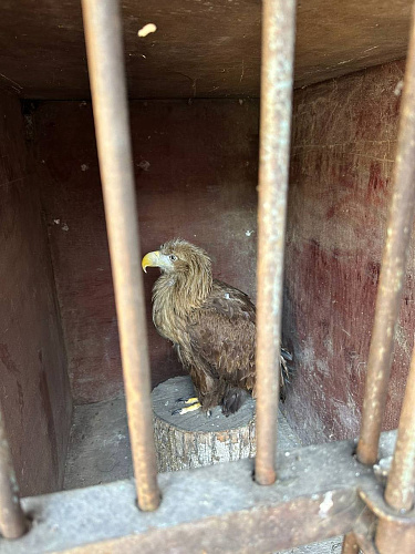 Росприроднадзор передал    краснокнижных птиц в Пензенский зоопарк для временного содержания с возможностью последующего выпуска на волю