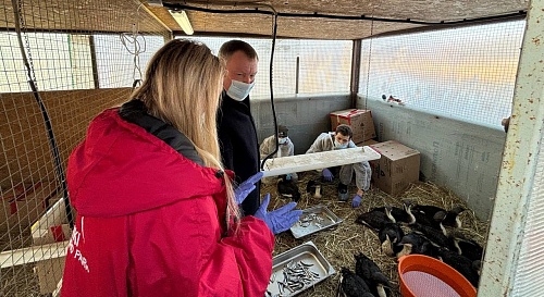 Руководитель Черноморо-Азовского морского управления Росприроднадзора посетил Южный парк «Малинки», где помогают птицам, пострадавшим от разлива мазута в Керченском проливе