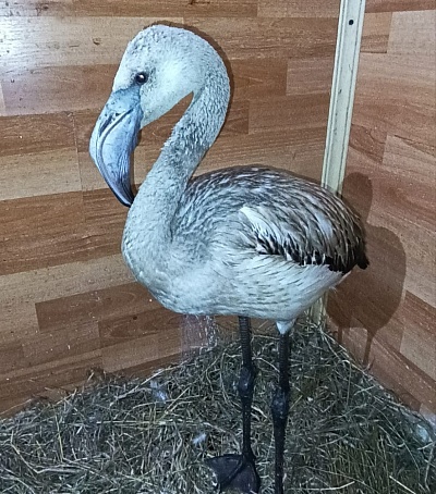 Уральское управление Росприроднадзора продолжает следить за розовым фламинго, обнаруженным в Свердловской области