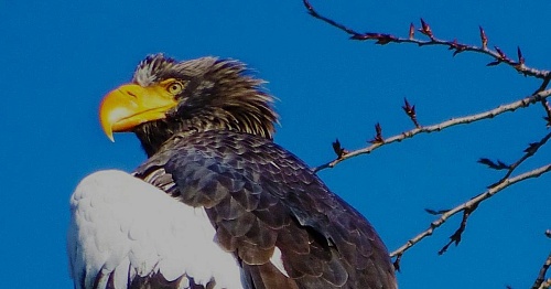 Завершилась операция по спасению белоплечего орлана