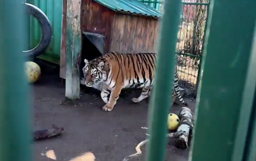 Сотрудники Росприроднадзора посетили хоспис для крупных кошек «Дом тигра»