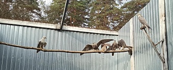 В Алтайском крае инспекторы Росприроднадзора проверили условия содержания редких птиц