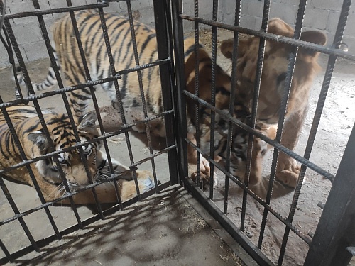 Федеральная служба по надзору в сфере природопользования приняло решение о передаче двух особей тигра и двух особей льва в Центр семейного отдыха «Баба Фрося»