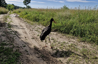Спасенный в Алтайском крае краснокнижный аист выпущен в природу под контролем инспекторов Южно-Сибирского управления Росприроднадзора