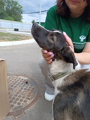 В Воронеже сотрудники Центрально-Черноземного управления Росприроднадзора в преддверии Всемирного Дня бездомных животных посетили зооприют 