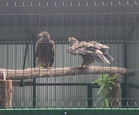 Под контролем сотрудников Росприроднадзора редкие птицы переданы на содержание в Барнаульский зоопарк