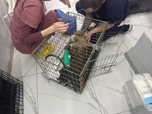 В Астраханской области сотрудники Росприроднадзора контролируют проведение обследования изъятого из природы орлана-белохвоста