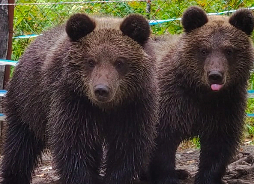 В Республике Алтай при участии Росприроднадзора в дикую природу вернулись медвежата, оставшиеся без родителей